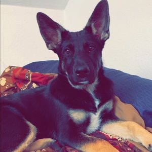 Meet your Posher, Ian